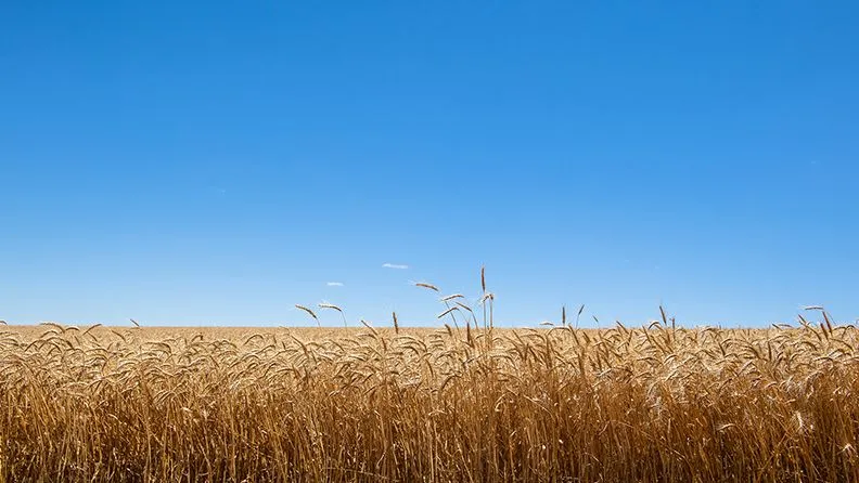 Campo de cereales sobre un cielo azul