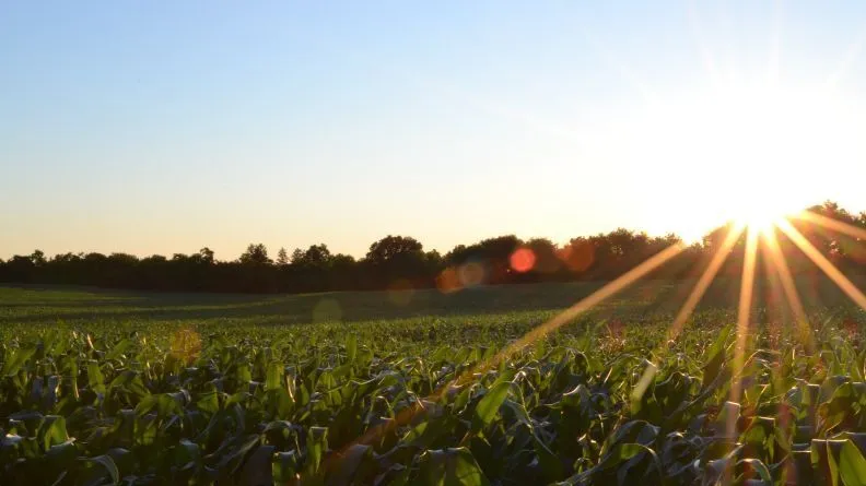 Atardecer en un campo de maíz, glosario nueva PAC