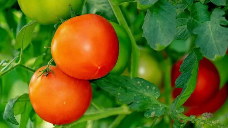  campaña hortofrutícola de Almería