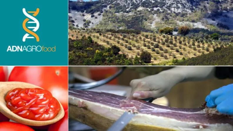 Análisis sintético del sector agroalimentario de Extremadura