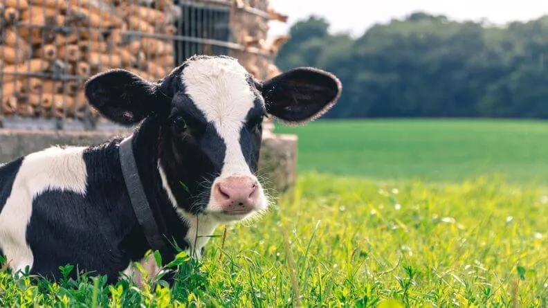 Análisis sintético del sector agroalimentario de Asturias 2019