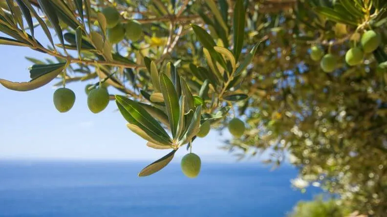 bacteria Xylella fastidiosa