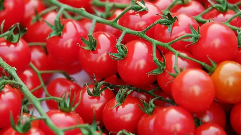 horticultura intensiva modelo producción en Almería