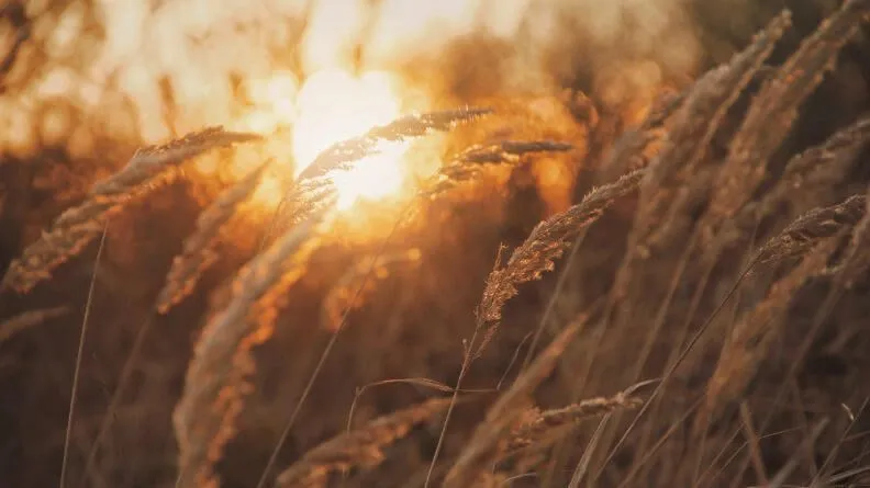 Análisis sintético del sector agroalimentario de Aragón 2019