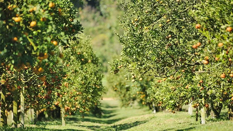 Cultivo de naranjos con cubierta vegetal