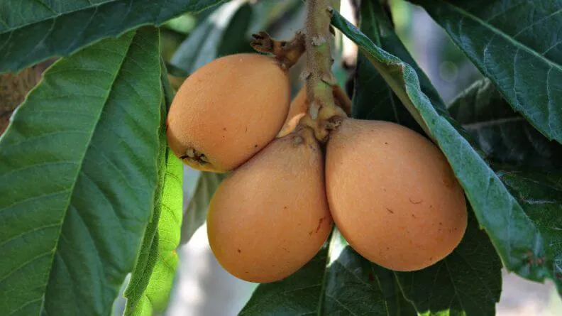 Detalle de fruta níspero japonés en una rama del árbol