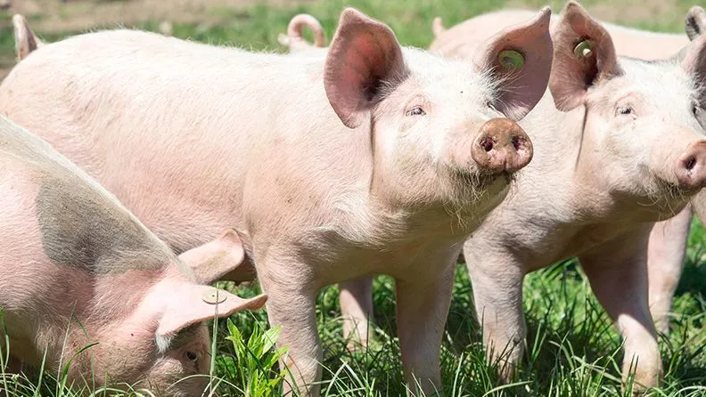 Cerdos rosas en una granja ecológica