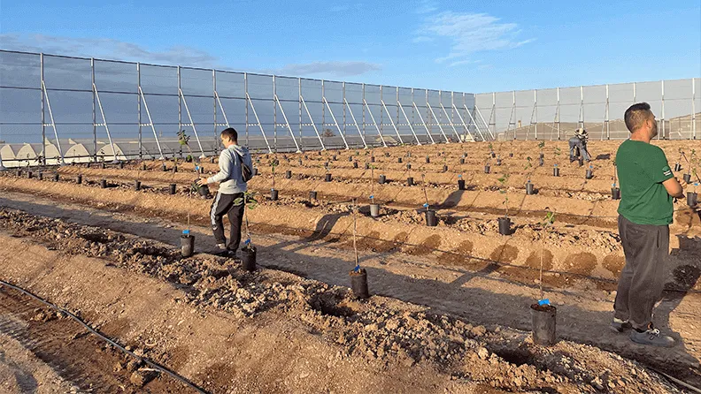 Plantación superintensiva de cítricos al aire libre, protegida con cortavientos de malla, en una parcela de alrededor de 5000 m2