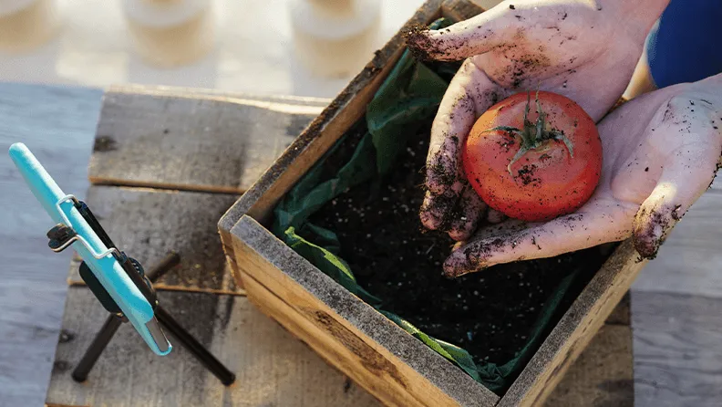 Tomando fotos de un tomate con el móvil