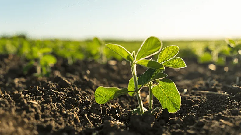 Brotes jóvenes de soja plantados en hileras ordenadas