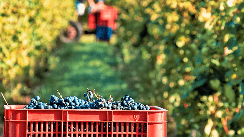 Caja de uvas durante la vendimia