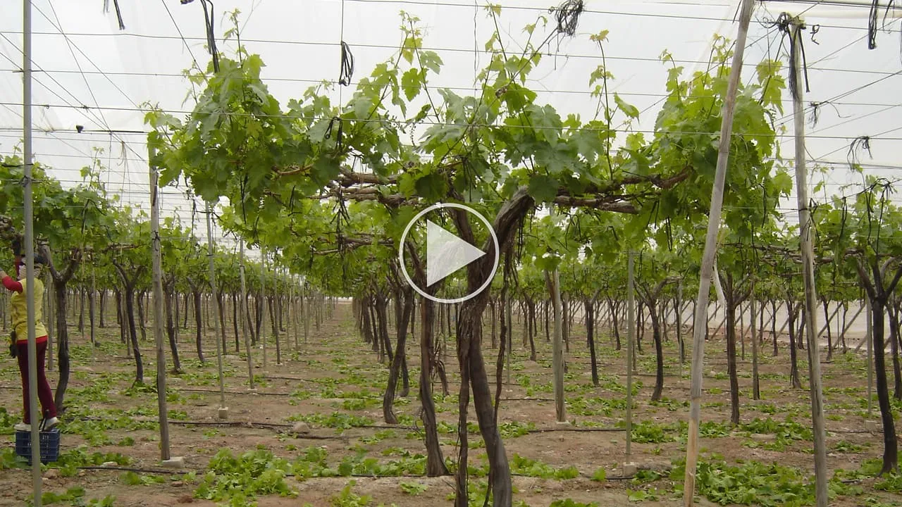 Taller de poda de uva de mesa en verano