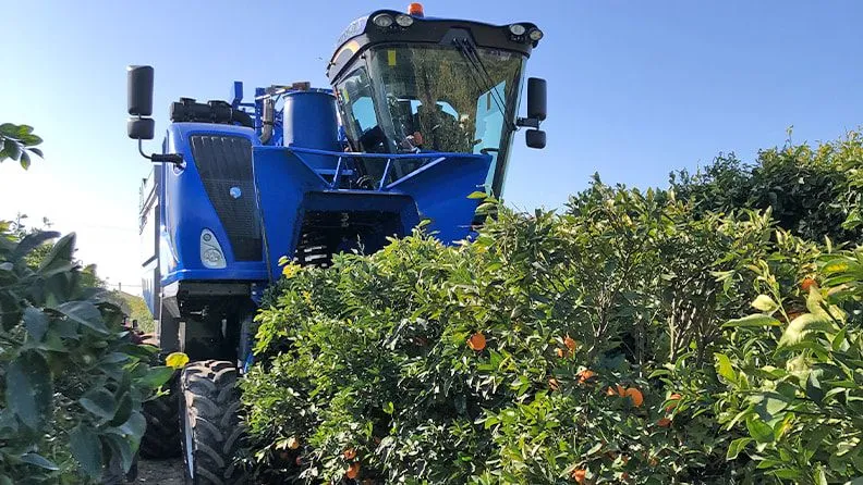 Vendimiadora NEW HOLLAND VX7090 en una finca de cítricos