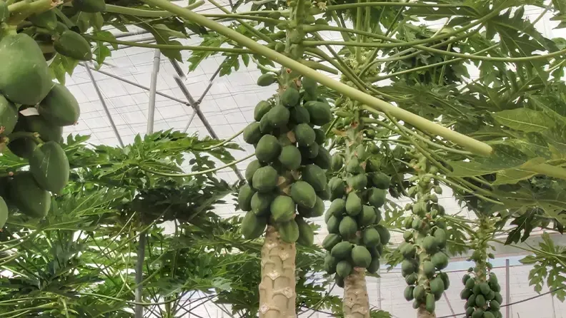 Cultivo de papaya en la Estación Experimental Cajamar