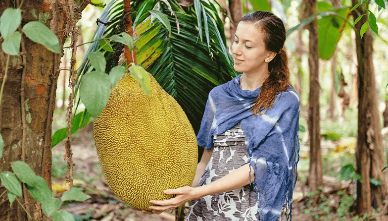 Ejemplar de jackfruit