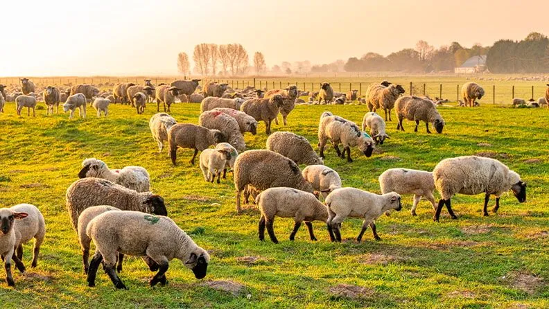 Ovejas pastando en una pradera