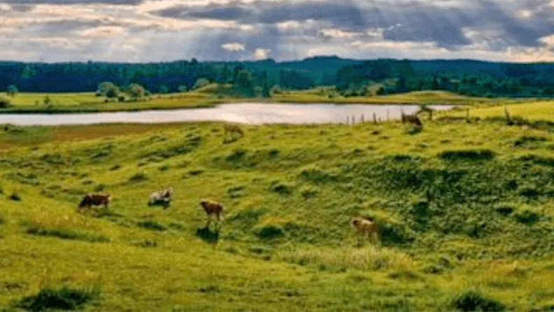 Paisaje verde con vacas pactando